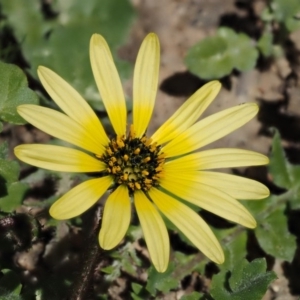 Arctotheca calendula at Paddys River, ACT - 28 Sep 2016