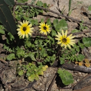 Arctotheca calendula at Paddys River, ACT - 28 Sep 2016