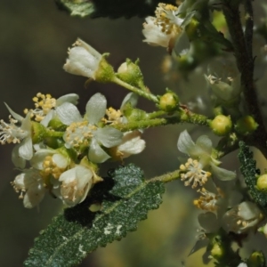 Gynatrix pulchella at Paddys River, ACT - 28 Sep 2016