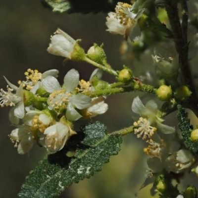 Gynatrix pulchella (Hemp Bush) at Paddys River, ACT - 28 Sep 2016 by KenT