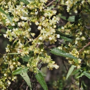 Gynatrix pulchella at Paddys River, ACT - 28 Sep 2016