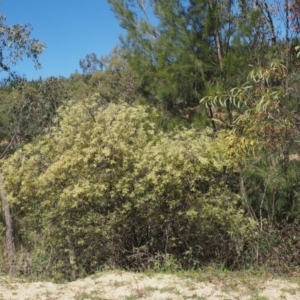 Gynatrix pulchella at Paddys River, ACT - 28 Sep 2016