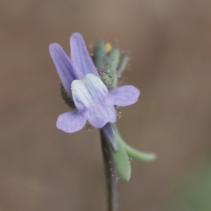 Linaria arvensis at Paddys River, ACT - 28 Sep 2016 12:19 PM