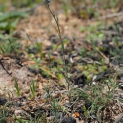 Linaria arvensis at Paddys River, ACT - 28 Sep 2016 12:19 PM