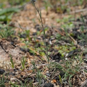 Linaria arvensis at Paddys River, ACT - 28 Sep 2016 12:19 PM