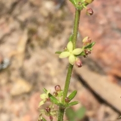 Galium gaudichaudii subsp. gaudichaudii (Rough Bedstraw) at Wandiyali-Environa Conservation Area - 26 Oct 2016 by Wandiyali