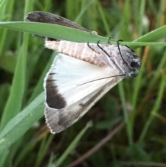 Capusa senilis (Black-banded Wedge-moth) at Googong, NSW - 27 Oct 2016 by Wandiyali