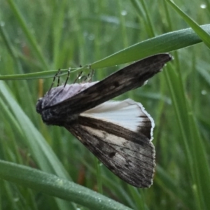 Capusa senilis at Googong, NSW - 27 Oct 2016