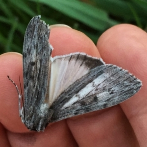 Capusa senilis at Googong, NSW - 27 Oct 2016