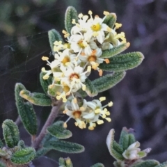 Pomaderris angustifolia (Pomaderris) at Googong, NSW - 26 Oct 2016 by Wandiyali