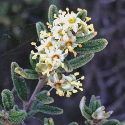 Pomaderris angustifolia (Pomaderris) at Googong, NSW - 27 Oct 2016 by Wandiyali