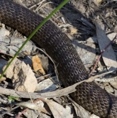 Pseudonaja textilis (Eastern Brown Snake) at Acton, ACT - 26 Oct 2016 by JudithRoach