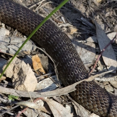 Pseudonaja textilis (Eastern Brown Snake) at ANBG - 26 Oct 2016 by JudithRoach