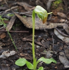 Pterostylis nutans (Nodding Greenhood) at Cotter River, ACT - 14 Oct 2016 by KenT