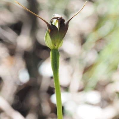 Pterostylis pedunculata (Maroonhood) at Cotter River, ACT - 14 Oct 2016 by KenT
