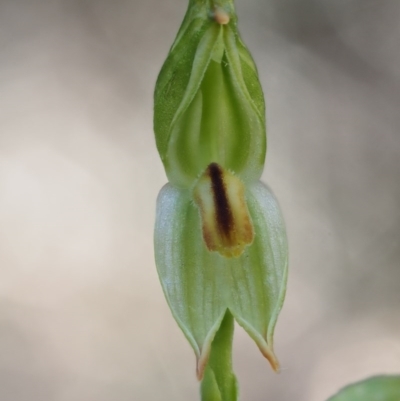 Bunochilus montanus (Montane Leafy Greenhood) at Uriarra Village, ACT - 13 Oct 2016 by KenT