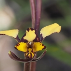 Diuris pardina (Leopard Doubletail) at Cotter River, ACT - 14 Oct 2016 by KenT