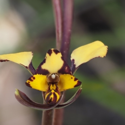 Diuris pardina (Leopard Doubletail) at Cotter River, ACT - 14 Oct 2016 by KenT