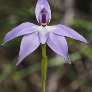 Glossodia major at Cotter River, ACT - 14 Oct 2016