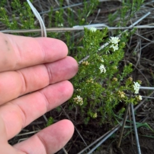 Asperula conferta at Franklin, ACT - 27 Oct 2016