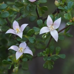 Boronia algida at Cotter River, ACT - 14 Oct 2016