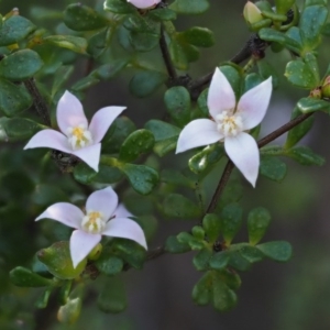 Boronia algida at Cotter River, ACT - 14 Oct 2016