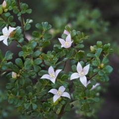 Boronia algida at Cotter River, ACT - 14 Oct 2016