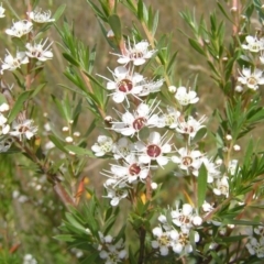 Kunzea ericoides (Burgan) at Kambah, ACT - 19 Dec 2010 by MatthewFrawley