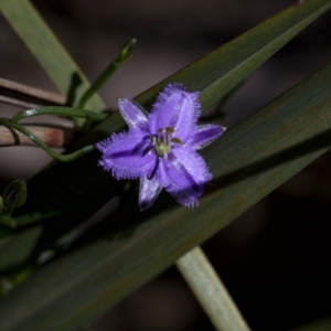 Thysanotus patersonii at Acton, ACT - 27 Oct 2016 10:08 AM