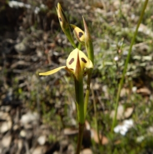 Diuris sulphurea at Point 3852 - suppressed