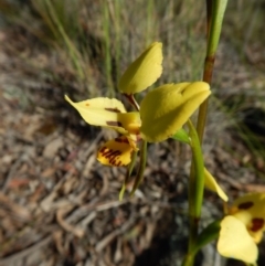 Diuris sulphurea at Point 3852 - suppressed