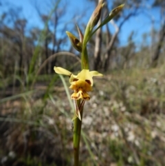 Diuris sulphurea at Point 3852 - suppressed