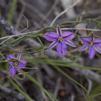 Thysanotus patersonii (Twining Fringe Lily) at Acton, ACT - 26 Oct 2016 by JudithRoach