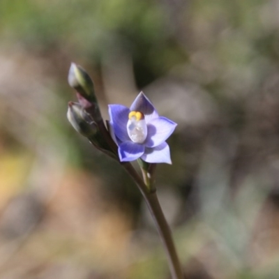 Thelymitra sp. (A Sun Orchid) at Bruce, ACT - 26 Oct 2016 by petersan