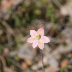 Thelymitra carnea at Bruce, ACT - 27 Oct 2016