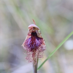 Calochilus platychilus at Bruce, ACT - suppressed