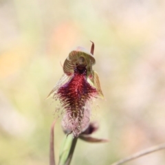 Calochilus platychilus at Bruce, ACT - suppressed