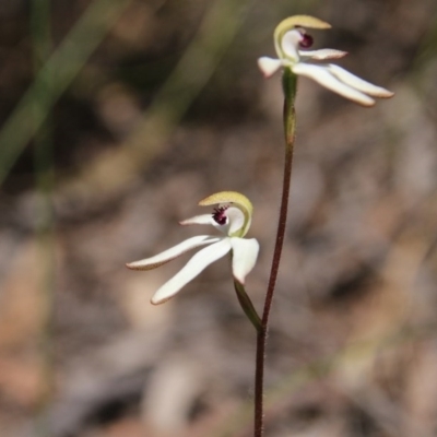 Caladenia cucullata (Lemon Caps) at Bruce, ACT - 26 Oct 2016 by petersan