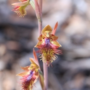 Calochilus montanus at Bruce, ACT - 27 Oct 2016