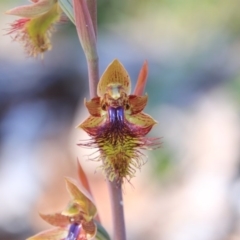 Calochilus montanus at Bruce, ACT - 27 Oct 2016