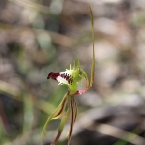 Caladenia atrovespa at Bruce, ACT - suppressed