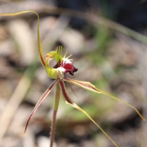 Caladenia atrovespa at Bruce, ACT - suppressed