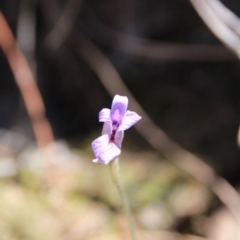 Glossodia major (Wax Lip Orchid) at Bruce, ACT - 27 Oct 2016 by petersan