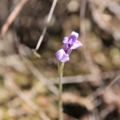 Glossodia major at Bruce, ACT - 27 Oct 2016