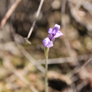 Glossodia major at Bruce, ACT - suppressed