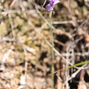 Glossodia major at Bruce, ACT - 27 Oct 2016