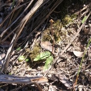 Chiloglottis trapeziformis at Bruce, ACT - 27 Oct 2016