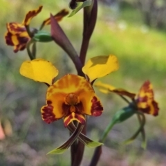 Diuris semilunulata (Late Leopard Orchid) - 1 Jan 1900 by Wandiyali