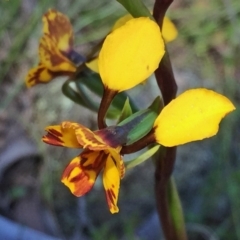 Diuris semilunulata at Jerrabomberra, NSW - suppressed