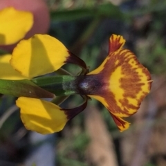 Diuris semilunulata at Jerrabomberra, NSW - suppressed